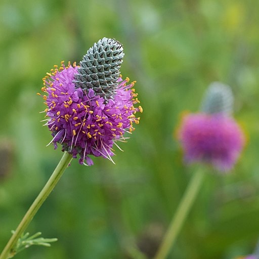 montana edible plants purple prairie clover