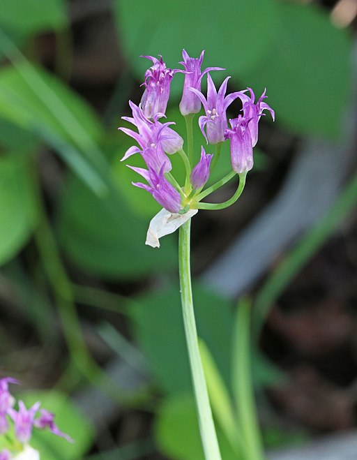 montana edible plants short styled onion