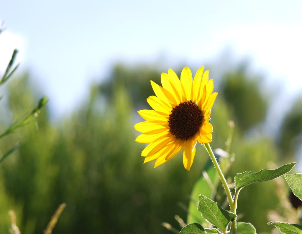 montana edible plants sunflower