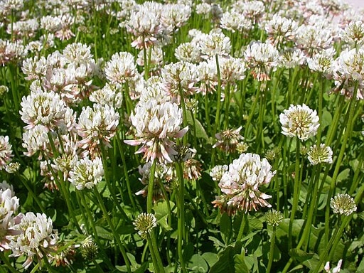 montana edible plants white clover