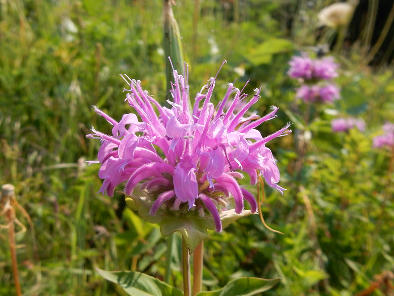 montana edible plants wild bergamot