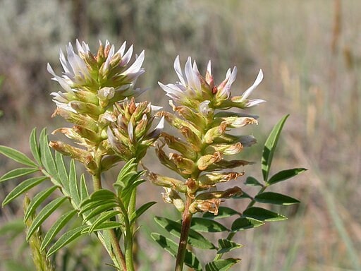 montana edible plants wild licorice