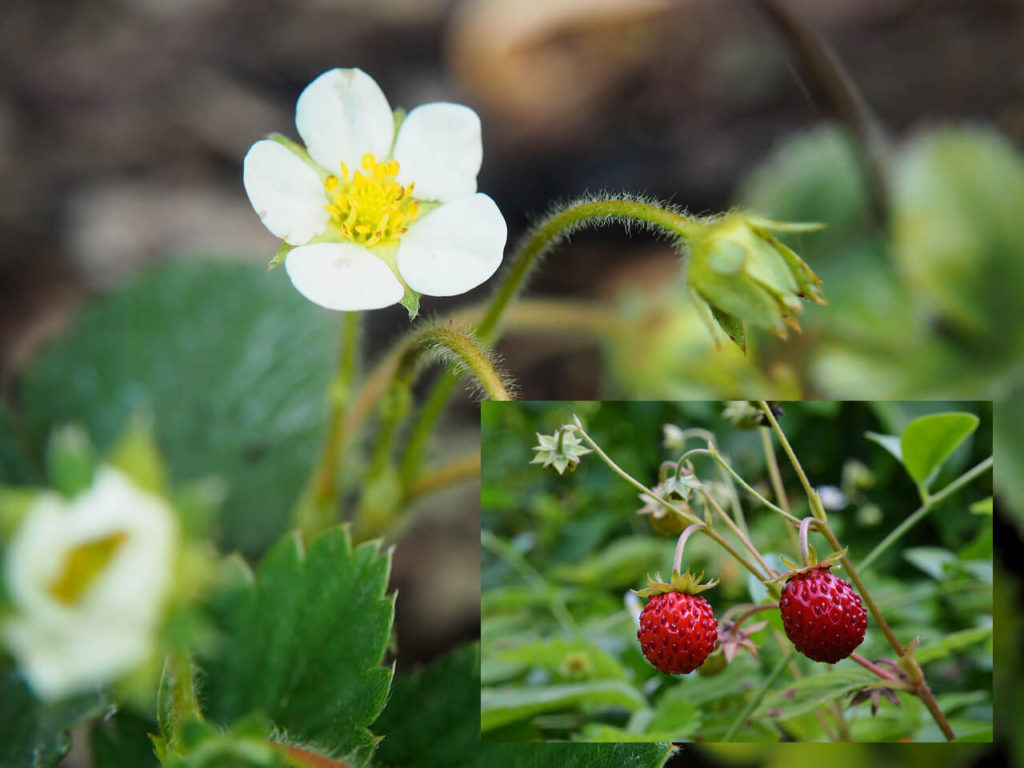 montana edible plants wild strawberry