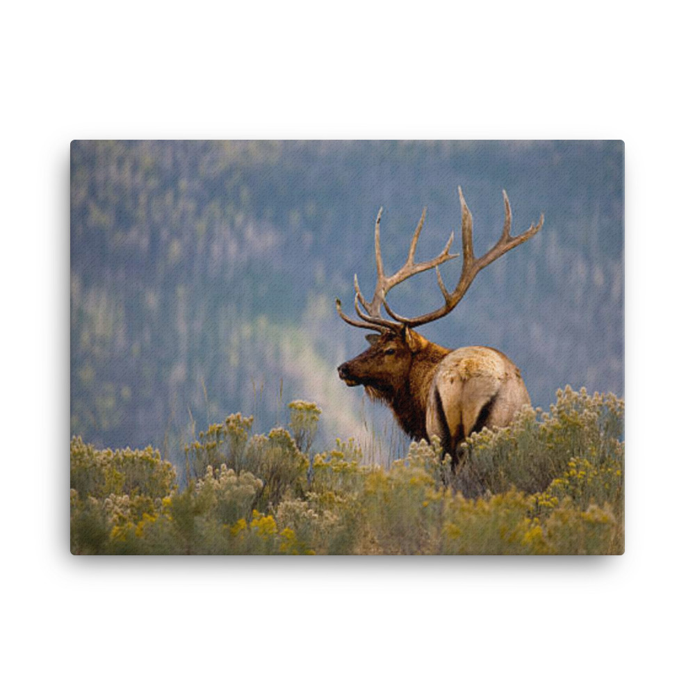 Stretched Canvas - Montana Beyond