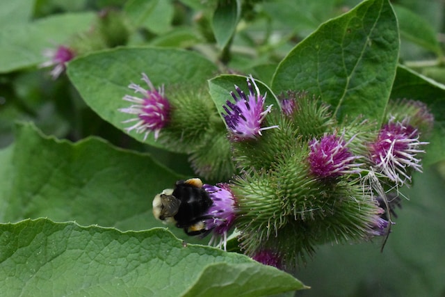 montana edible plants burdock