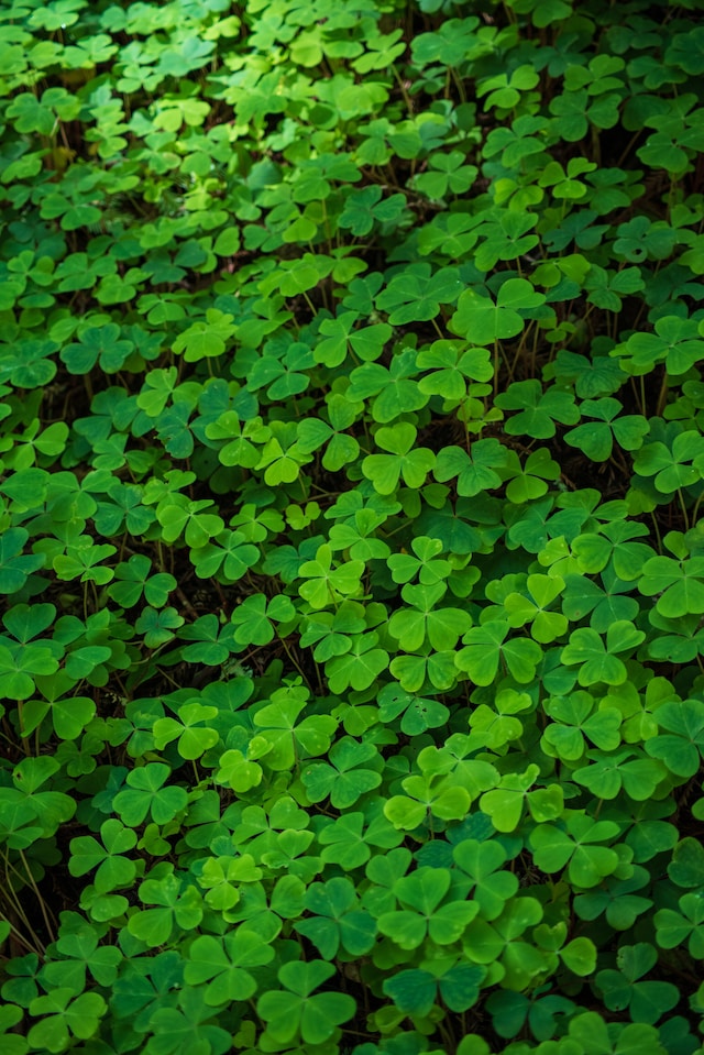 montana edible plants clover