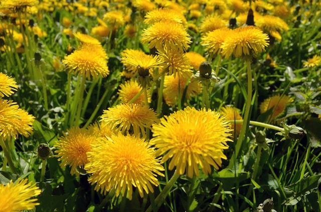 montana edible plants dandelion