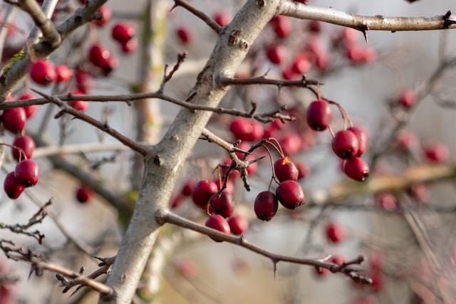 montana edible plants hawthorn