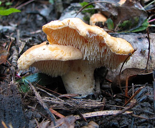 montana edible plants hedgehog mushroom