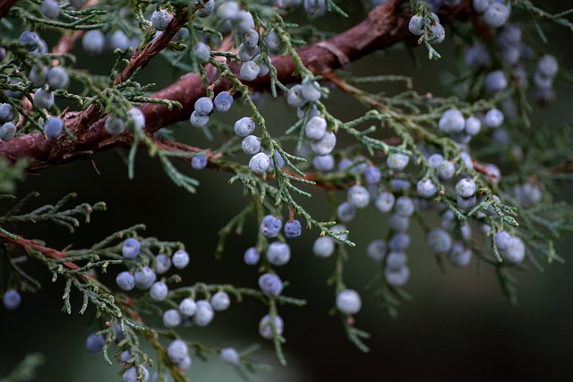 montana edible plants juniper berry