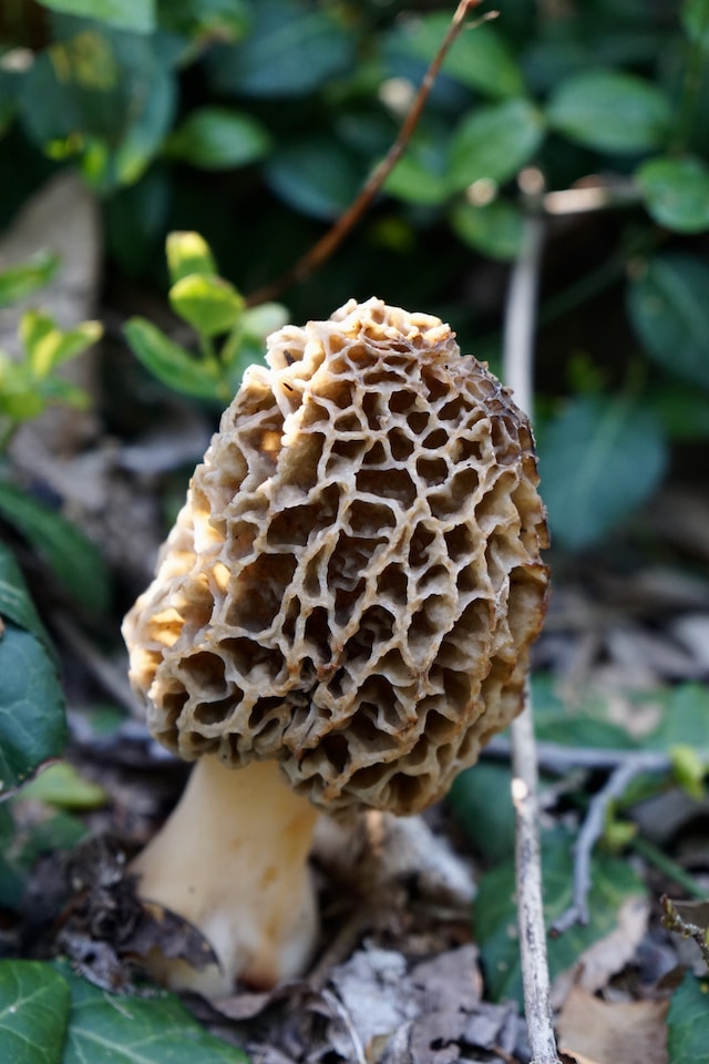 montana edible plants morel