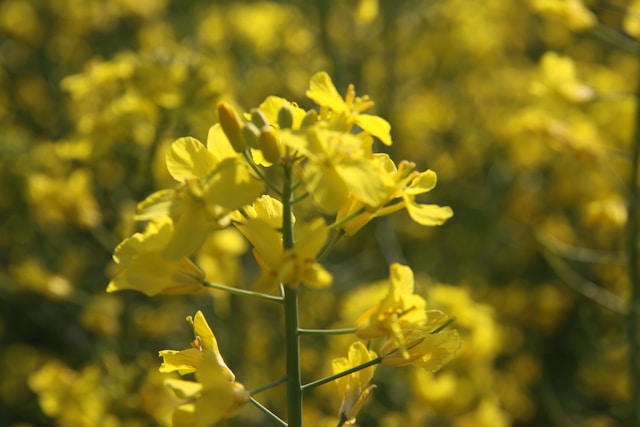 montana edible plants mustard