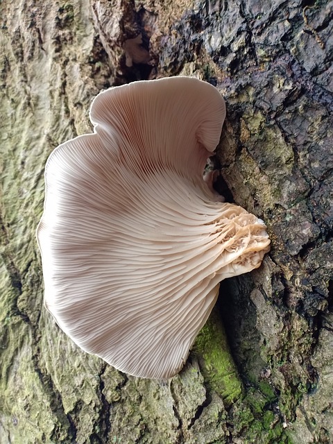 montana edible plants oyster mushroom