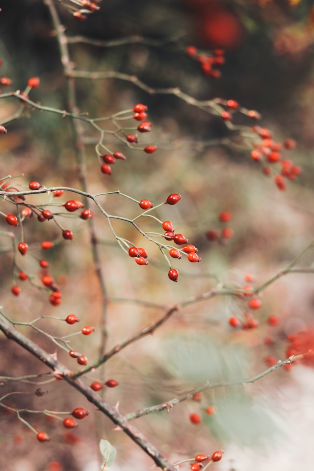 montana edible plants rosehips