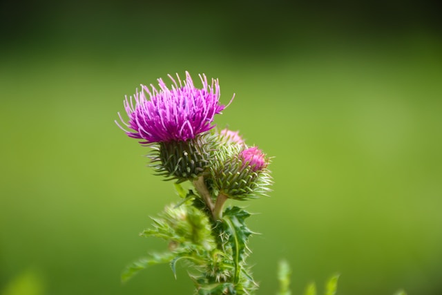 montana edible plants thistle