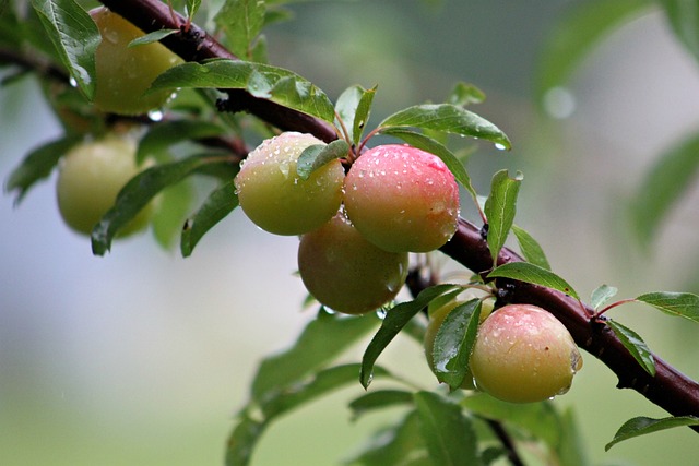 montana edible plants wild plum