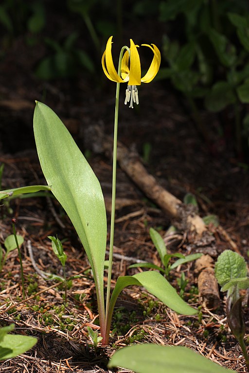 montana edible plants glacier lily