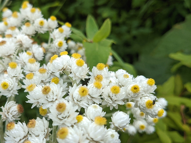 montana edible plants pearly everlasting