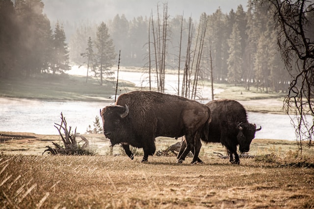 montana scenic drives grand loop road