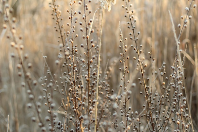 what is montanas biggest cash crop flax