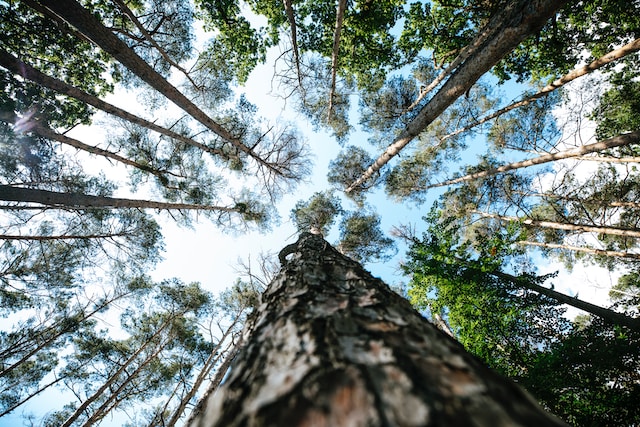 montanas top 7 industries forestry