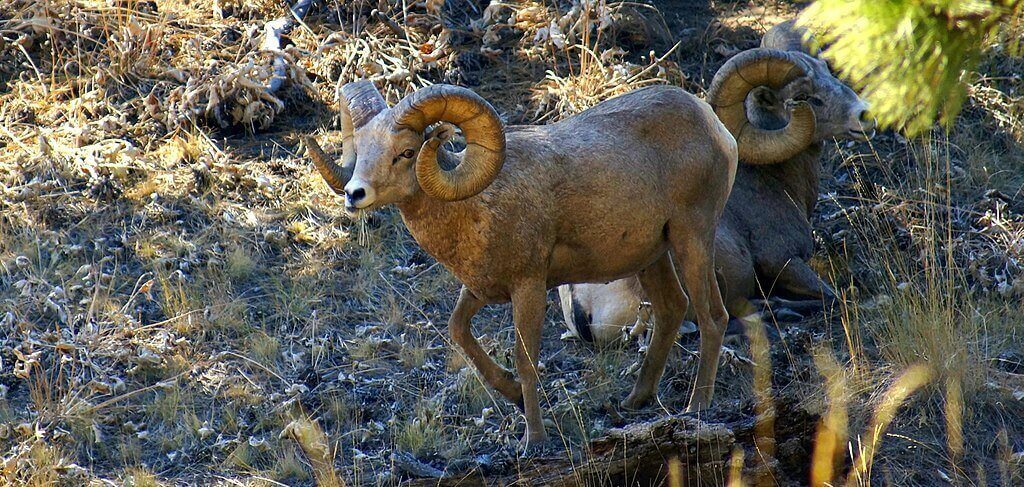 wild horse island montana wildlife