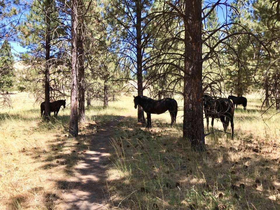 wild horse island wild horses